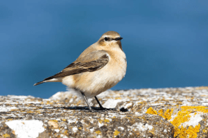 Nat'h traquet-motteux