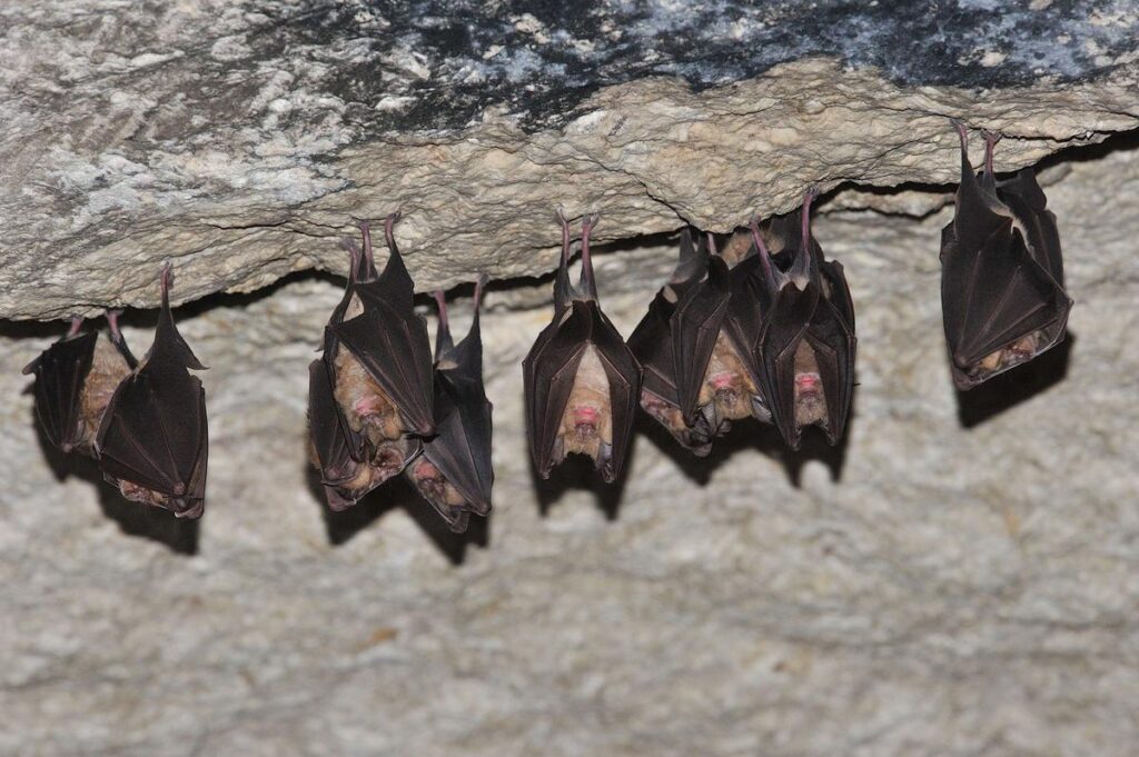 chauve souris nat'h