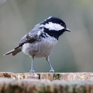 Nat'h Nature Harmonie : mésange noire