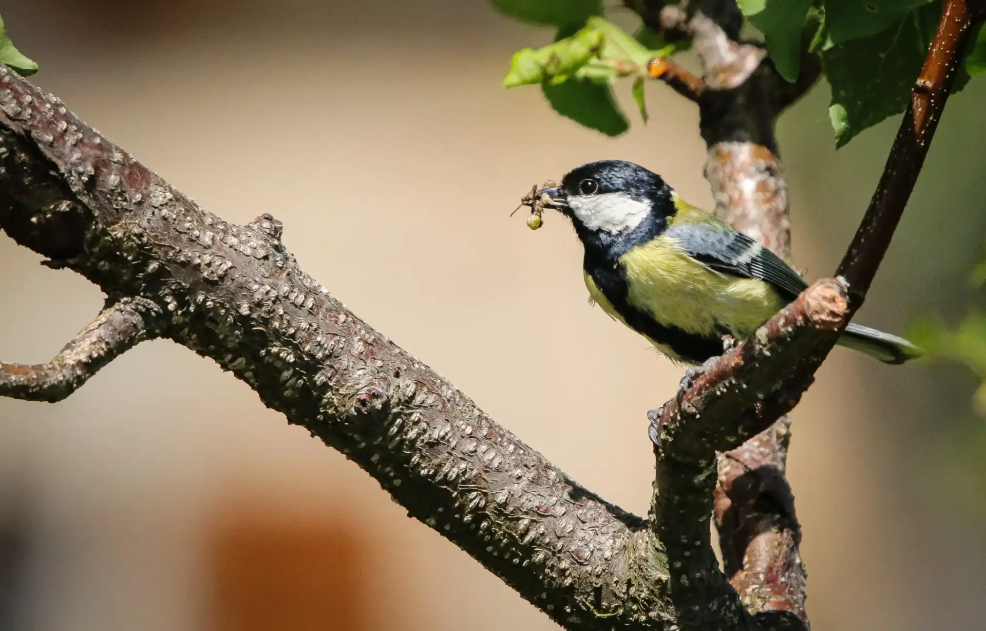 mésange ch