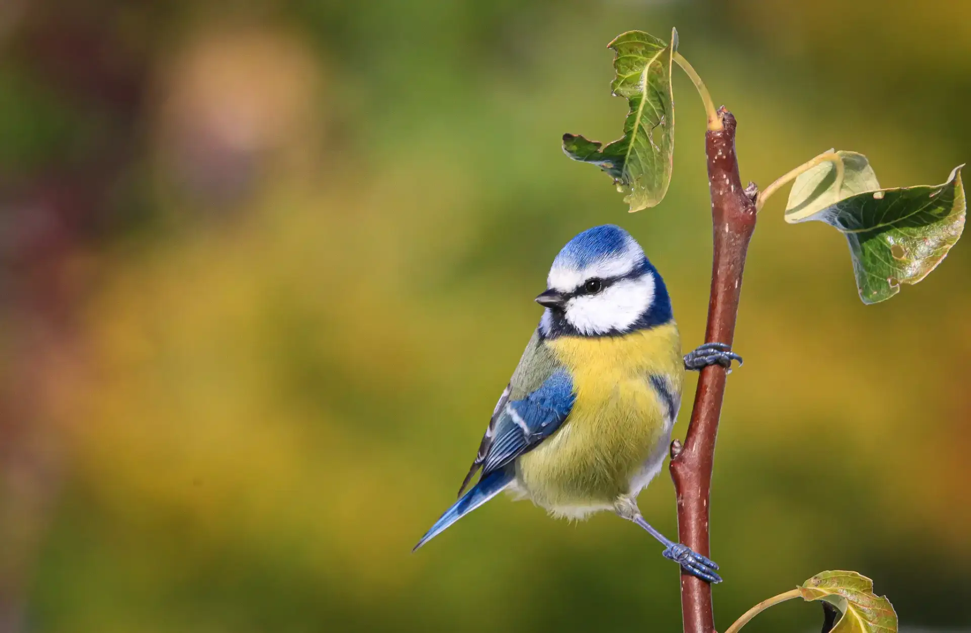 Mésange bleue