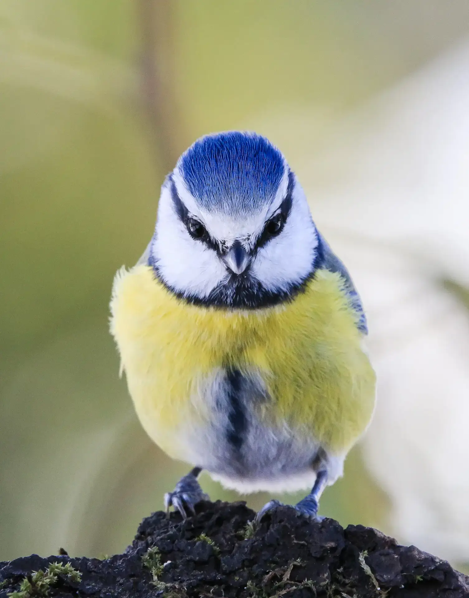 Mésange bleu